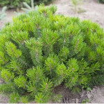 Миниатюра 4. Сосна горная 