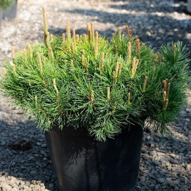 Фото 2. Сосна горная 