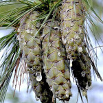 Миниатюра 2. Сосна веймутова в каталоге СЦ Корекозево