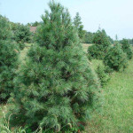 Миниатюра 3. Сосна веймутова в каталоге СЦ Корекозево