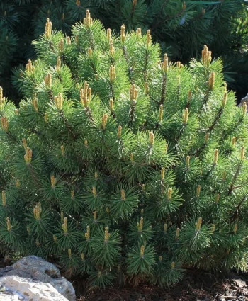 Сосна горная Pumilio в каталоге СЦ Корекозево