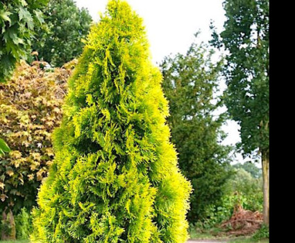 Туя западная Golden Smaragd в каталоге СЦ Корекозево