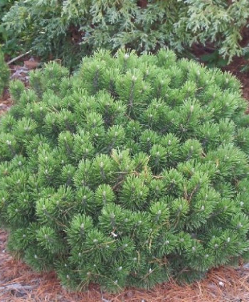 Сосна горная Sherwood Comact в каталоге СЦ Корекозево