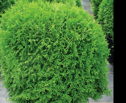 Туя западная Hoseri в каталоге СЦ Корекозево