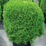 Миниатюра 1. Туя западная 