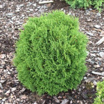 Миниатюра 3. Туя западная 