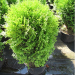 Миниатюра 4. Туя западная 