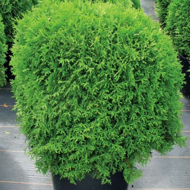 Фото 1. Туя западная 