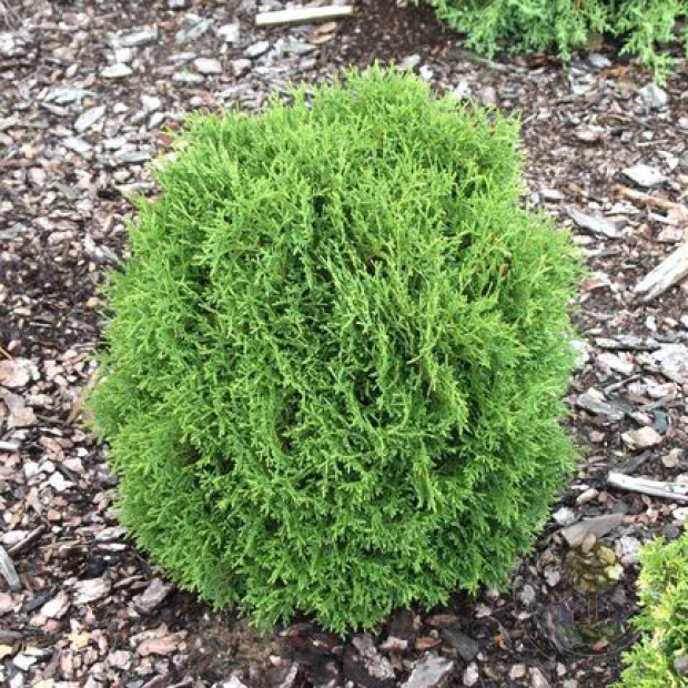 Фото 3. Туя западная 