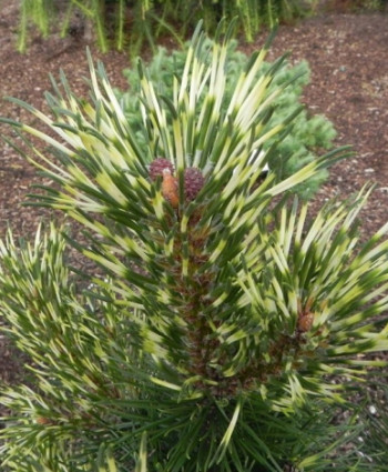 Сосна горная Sunshine в каталоге СЦ Корекозево