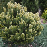 Миниатюра 2. Сосна горная 