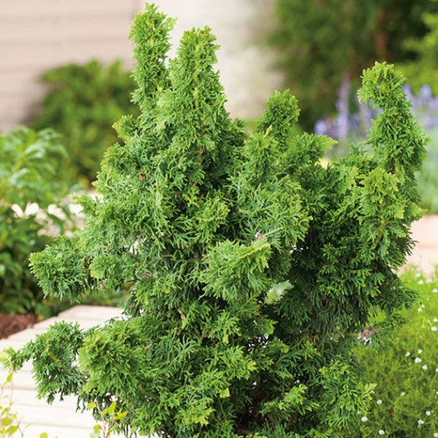 Фото 1. Туя западная 