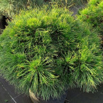 Миниатюра 1. Сосна горная 