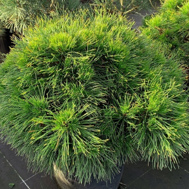 Фото 1. Сосна горная 