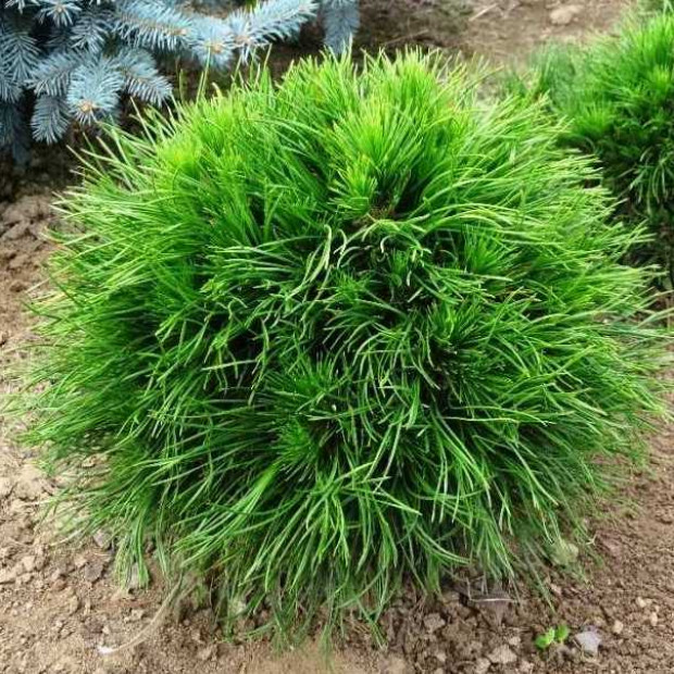 Фото 4. Сосна горная 