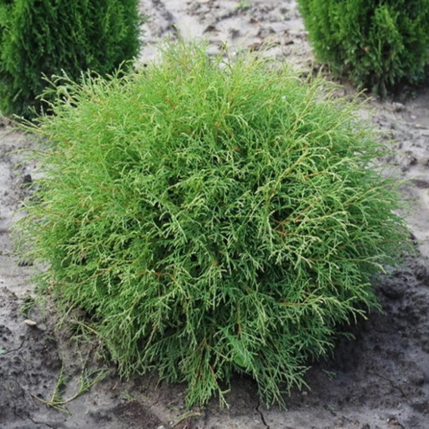 Фото 2. Туя западная 