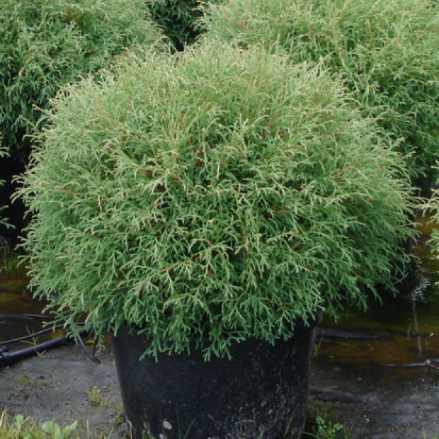 Фото 1. Туя западная 