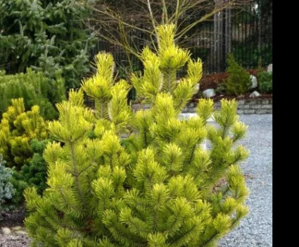 Сосна горная Zundert в каталоге СЦ Корекозево