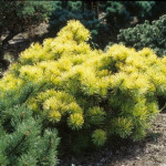 Миниатюра 4. Сосна горная 