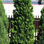 Миниатюра 4. Туя западная 