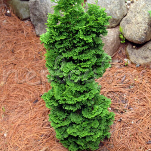 Фото 2. Туя западная 