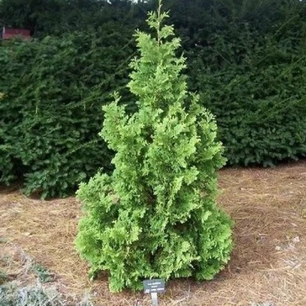 Фото 3. Туя западная 