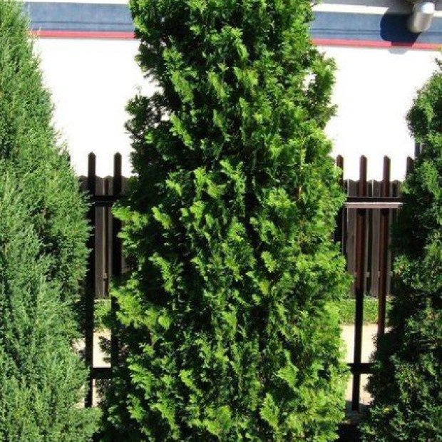 Фото 4. Туя западная 