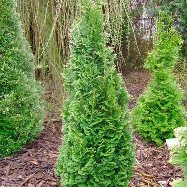 Фото 1. Туя западная 