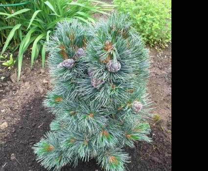 Сосна кедровая европейская Glauca Compacta в каталоге СЦ Корекозево