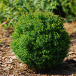 Миниатюра 4. Туя западная 