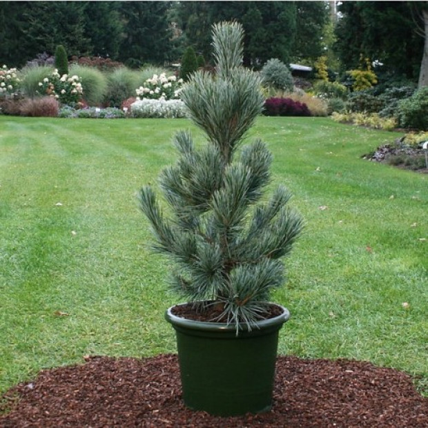 Фото 2. Сосна кедровая европейская 