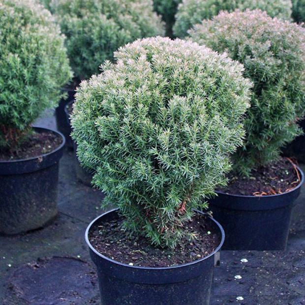 Фото 1. Туя западная 