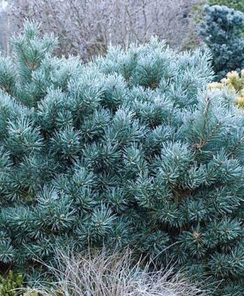 Сосна обыкновенная Chantry Blue в каталоге СЦ Корекозево