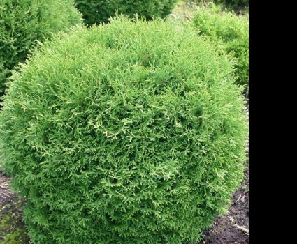 Туя западная Tiny Tim в каталоге СЦ Корекозево