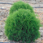 Миниатюра 4. Туя западная 