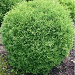 Миниатюра 1. Туя западная 