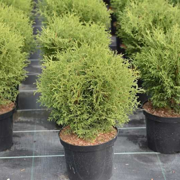 Фото 3. Туя западная 