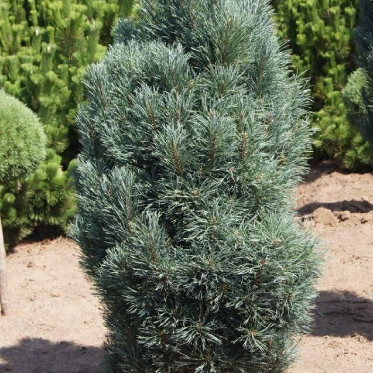 Сосна обыкновенная Fastigiata в каталоге СЦ Корекозево