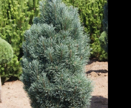 Сосна обыкновенная Fastigiata в каталоге СЦ Корекозево