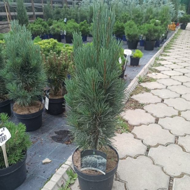 Фото 2. Сосна обыкновенная 