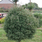 Миниатюра 1. Туя западная Вересковидная 