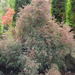 Миниатюра 3. Туя западная Вересковидная 