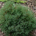 Миниатюра 4. Туя западная Вересковидная 