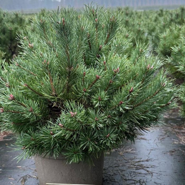 Фото 1. Сосна обыкновенная 