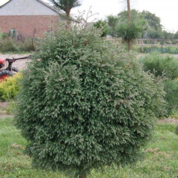 Фото 1. Туя западная Вересковидная 
