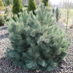 Миниатюра 1. Сосна обыкновенная 