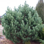 Миниатюра 2. Сосна обыкновенная 