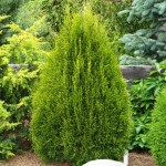 Миниатюра 1. Туя западная 