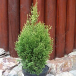 Миниатюра 3. Туя западная 