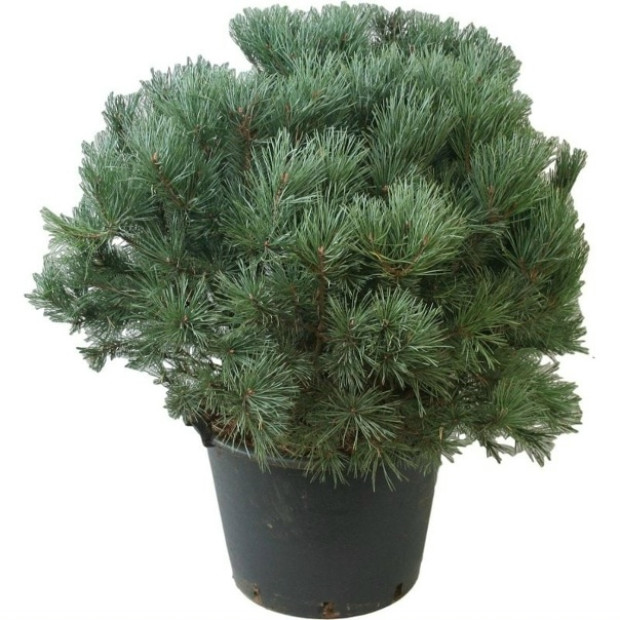 Фото 4. Сосна обыкновенная 